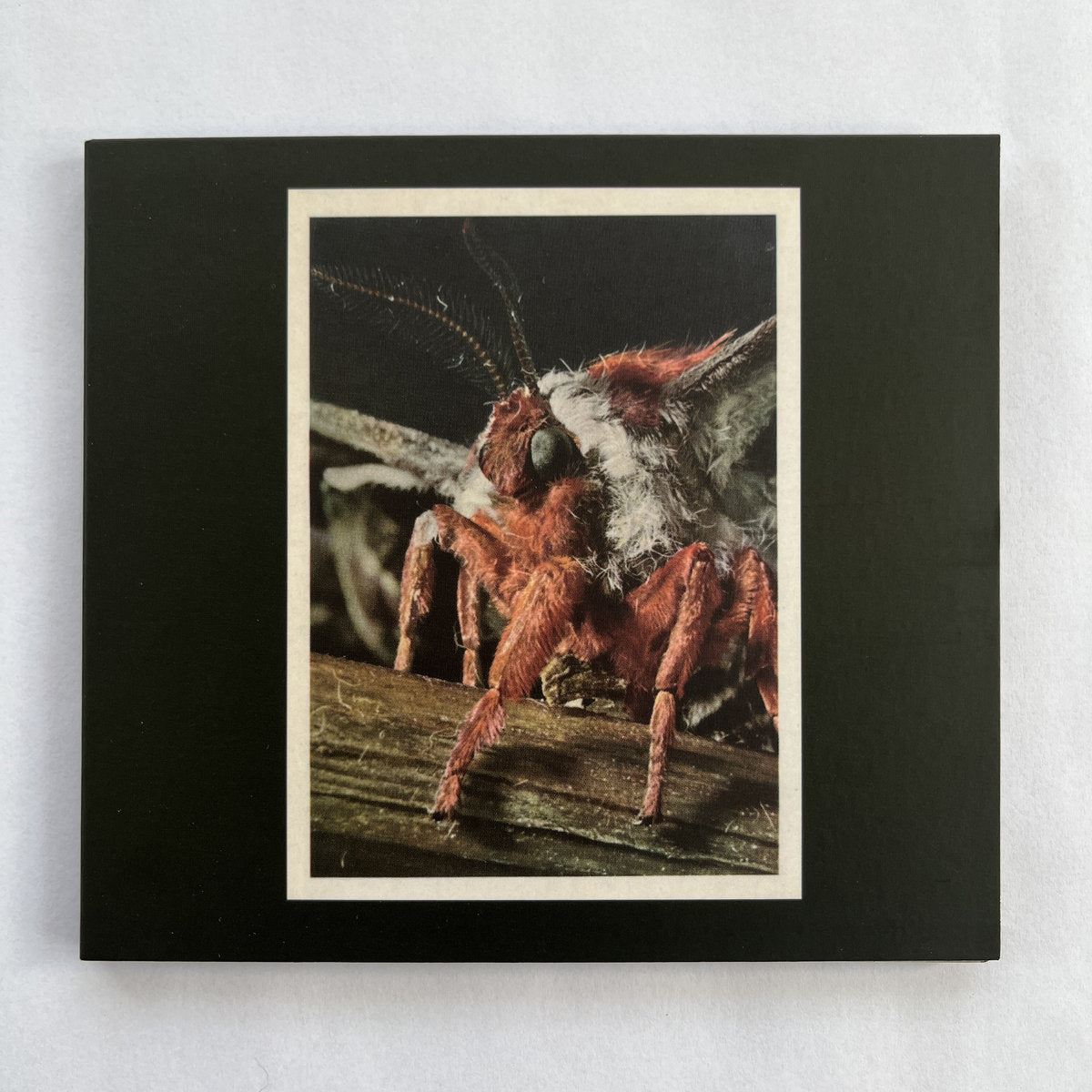 Primitive Wings - Morphosis CD