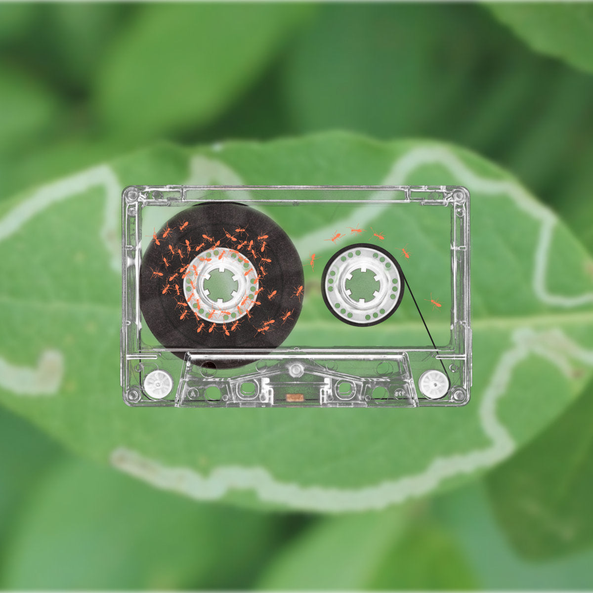 andrew cs - ᵒ˶°´ Cassette